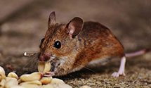 hospital-and-healthcare-facility-pest-management Experts in Puerta De Luna